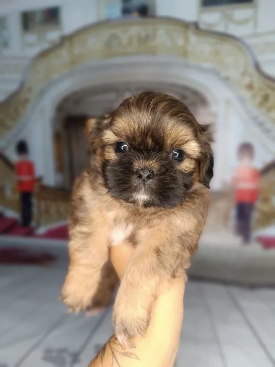 Mini Shitzu macho  - Foto 3