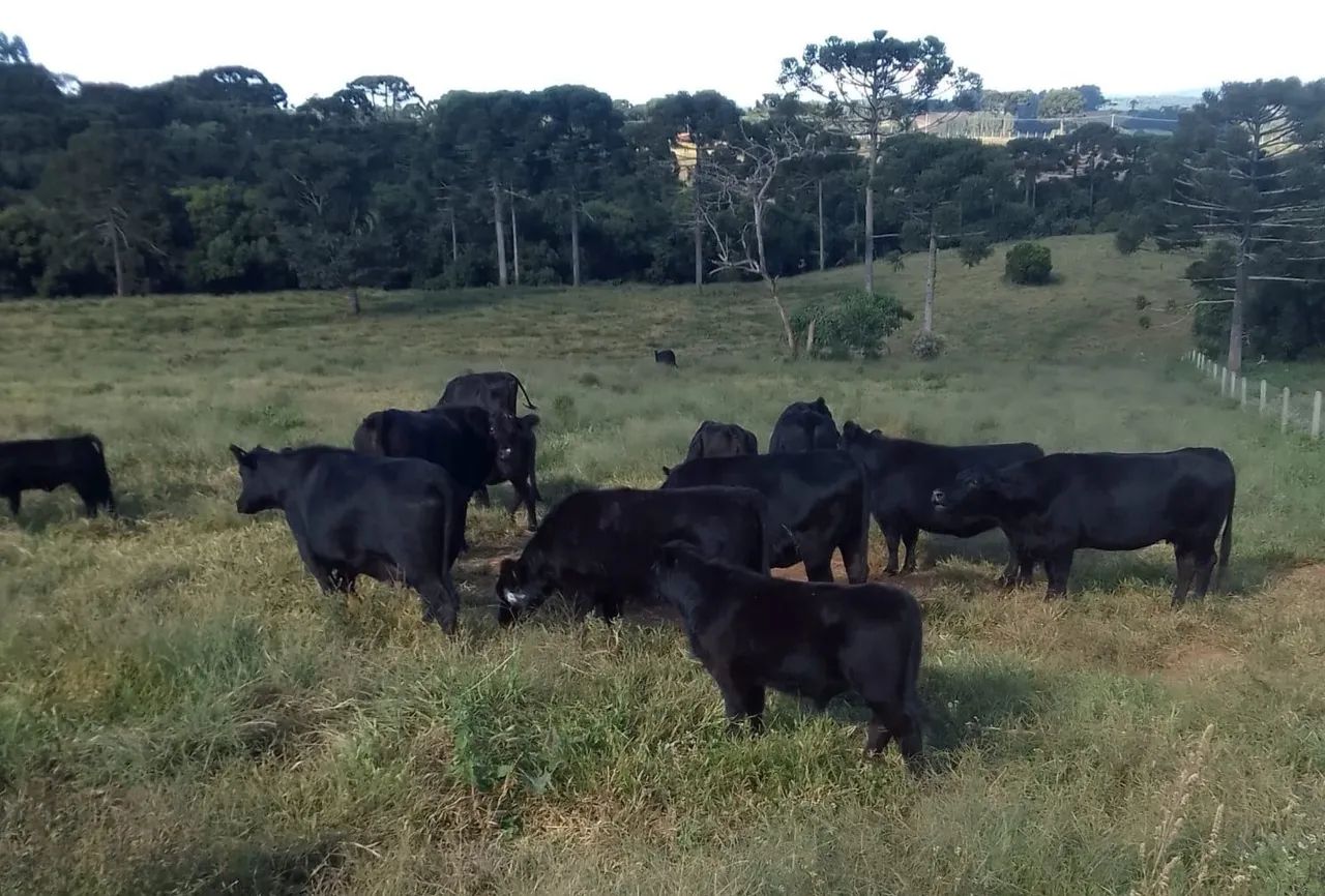 Angus vacas novilhas bezerras gado - Foto 2