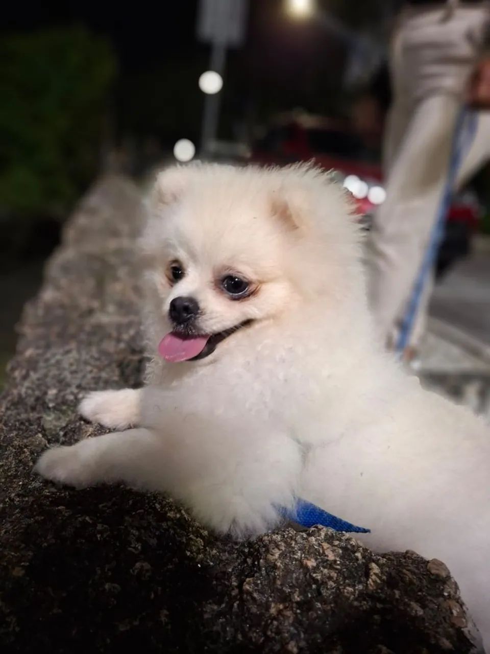 Vende se Splinte alemão ( Lulu da Pomerânia) - Foto 2