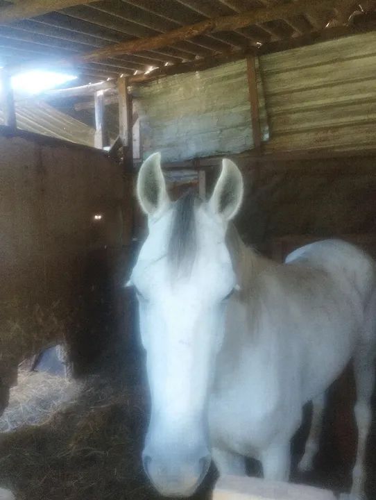 Cavalo castrado manga larga marcha picada manso  - Foto 5