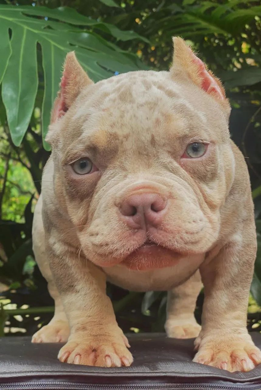 American bully  - Foto 2