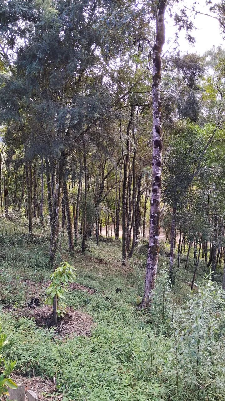 Chácara pronta para morar em Anitápolis-SC  - Foto 9