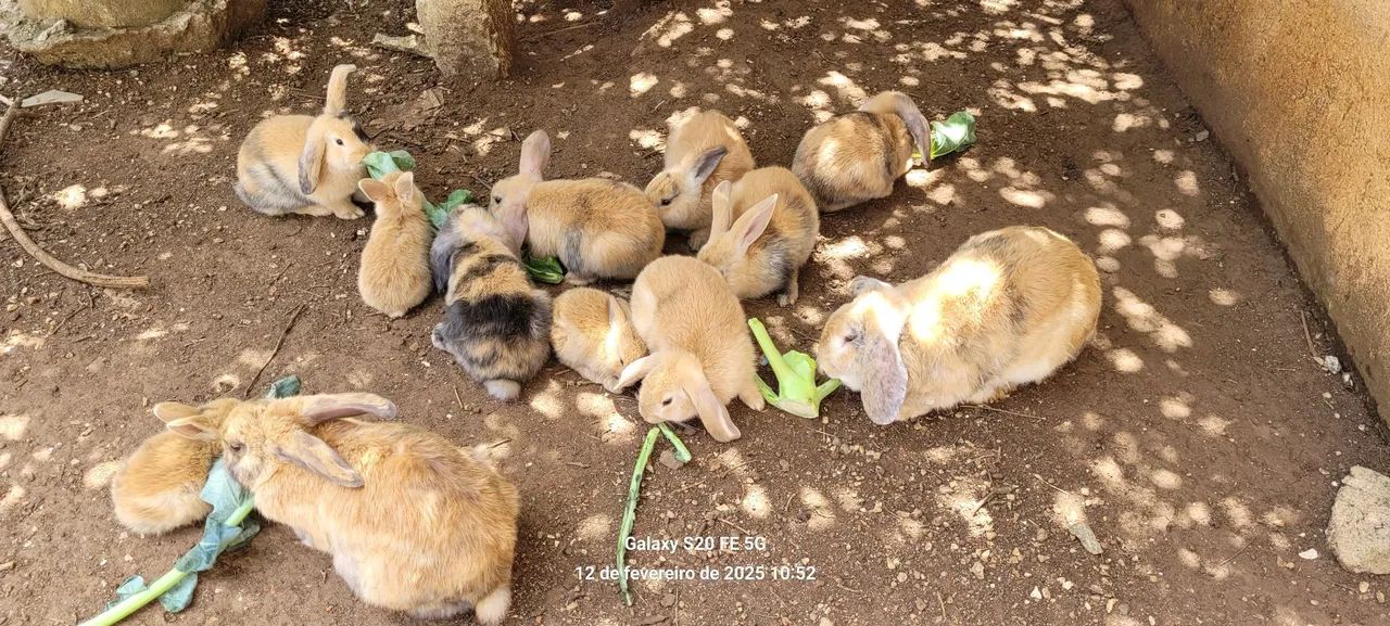Coelhos fofinhos mini loop - Foto 2