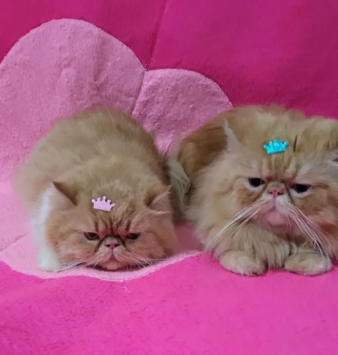 Gato Persa Macho & Fêmea  - Foto 3