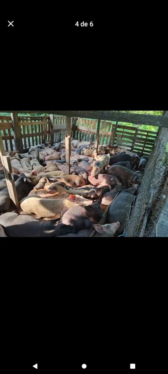 Vendo esses porcos preços variados 25kg a 60kg  - Foto 3