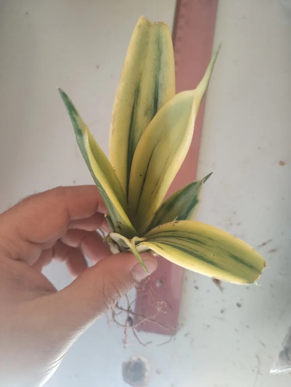 Muda de Sansevieria Golden flame para rara (espada de são Jorge)
