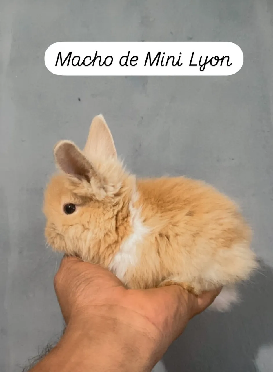Coelhos Mini Lyon Macho e fêmeas - Filhote