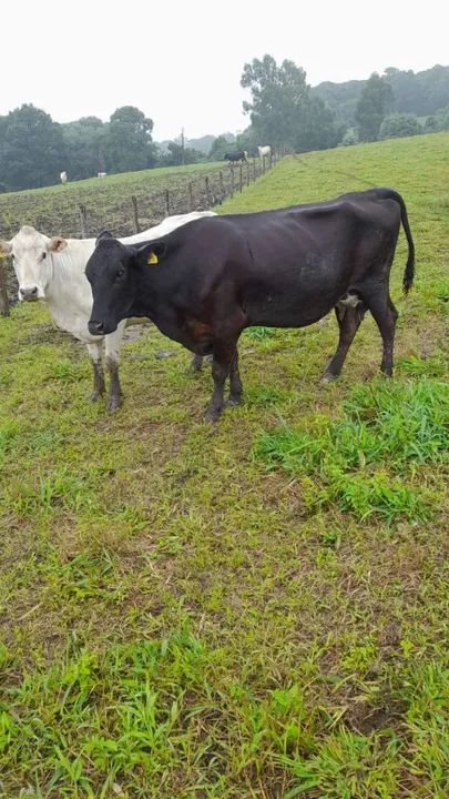 Vacas Canchim e Vacas 1/2 Angus