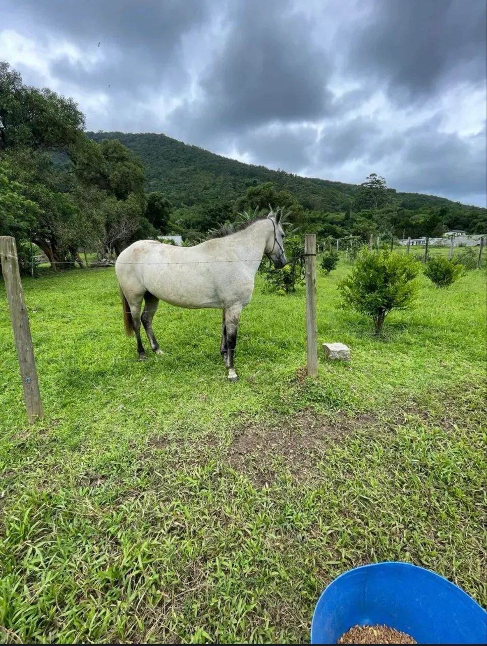 CAVALO CRIOULO - OPORTUNIDADE! - Foto 4