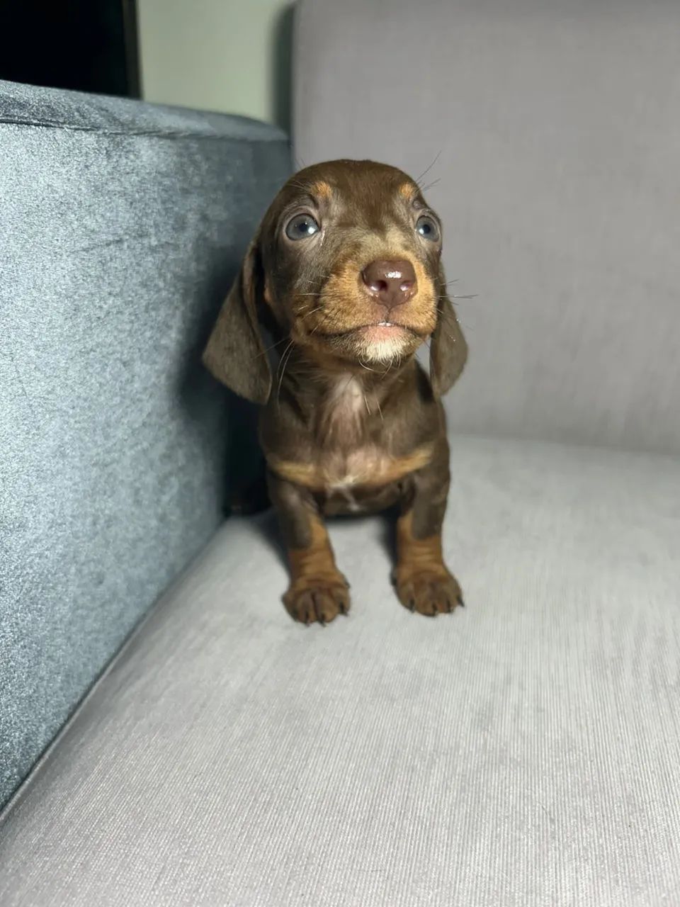 Dachshund / salsichinha / teckel - Foto 5