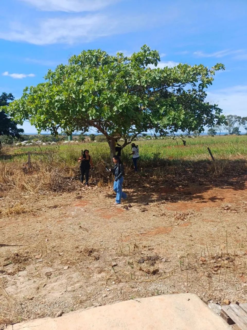 HIDROLANDIA 1ALQUEIRE 48 mil metros ? 