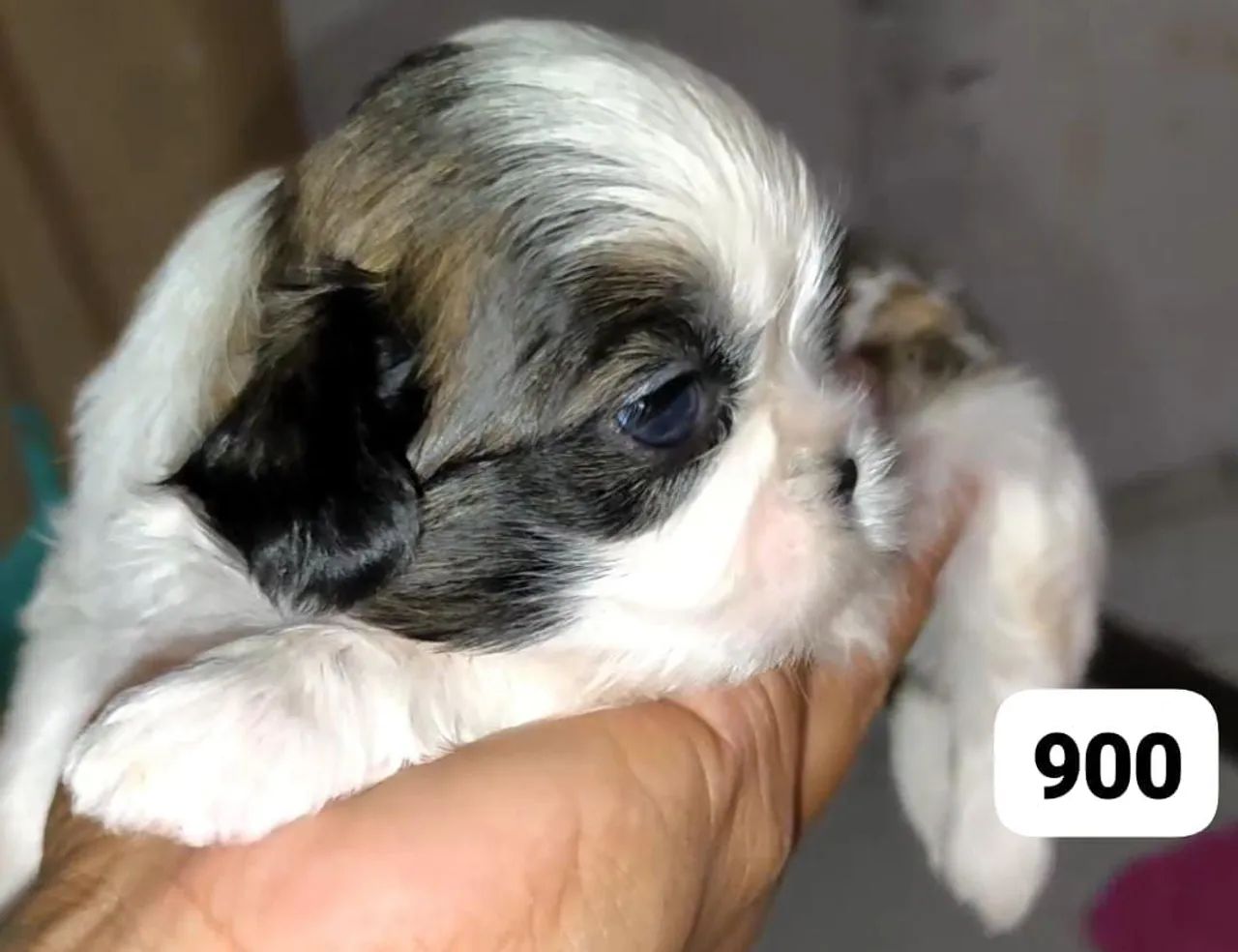 Shih tzu macho  - Foto 3