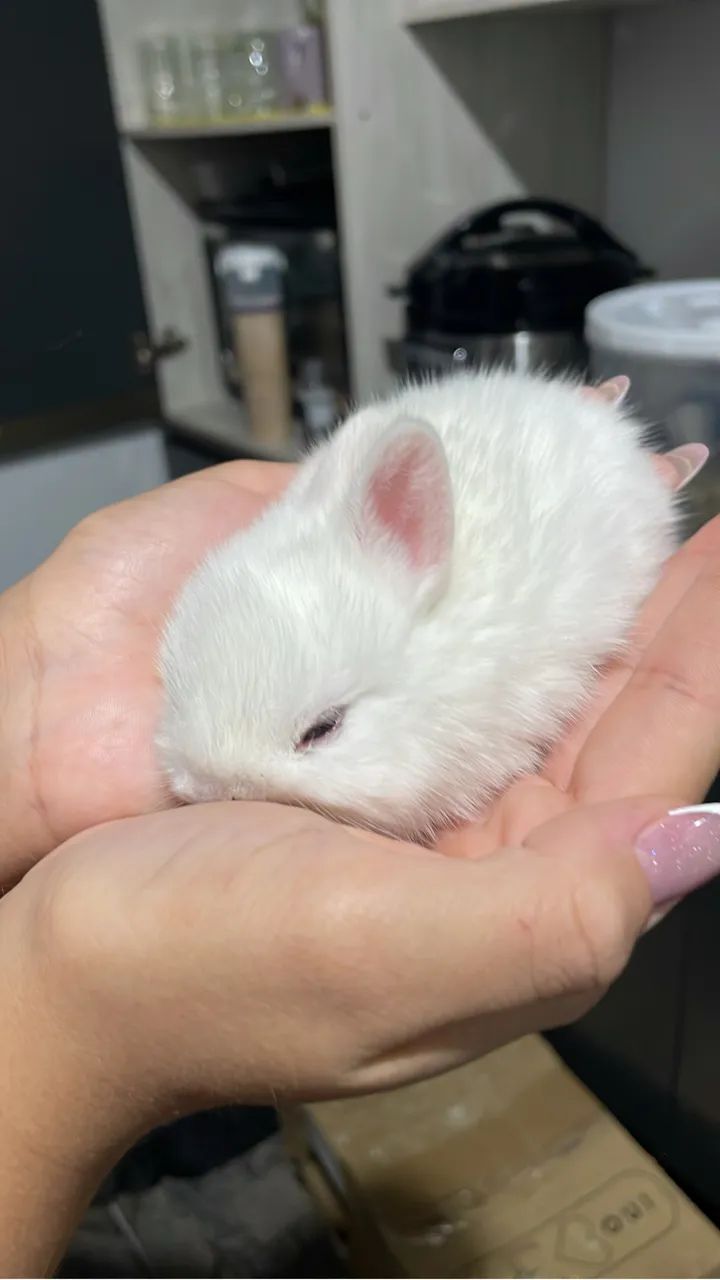 Filhotes de Coelhos Dwarf