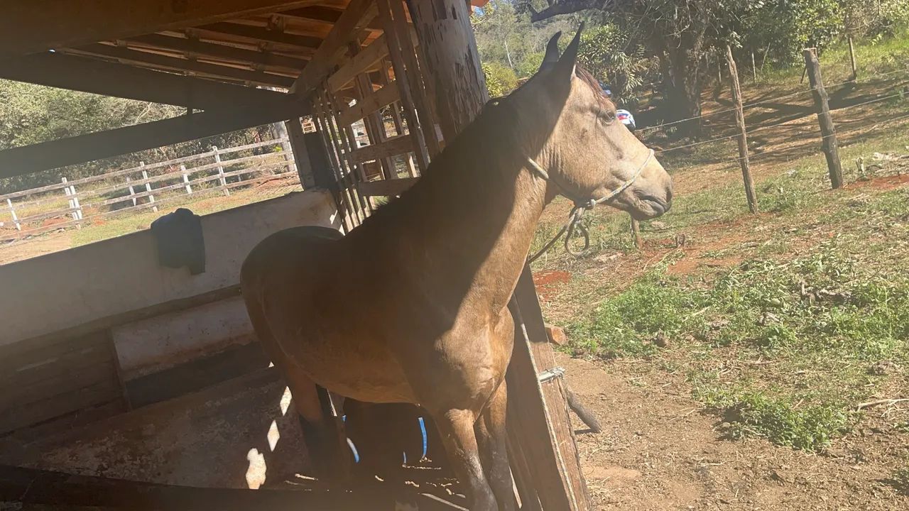 Vendo esse potro! - Foto 2