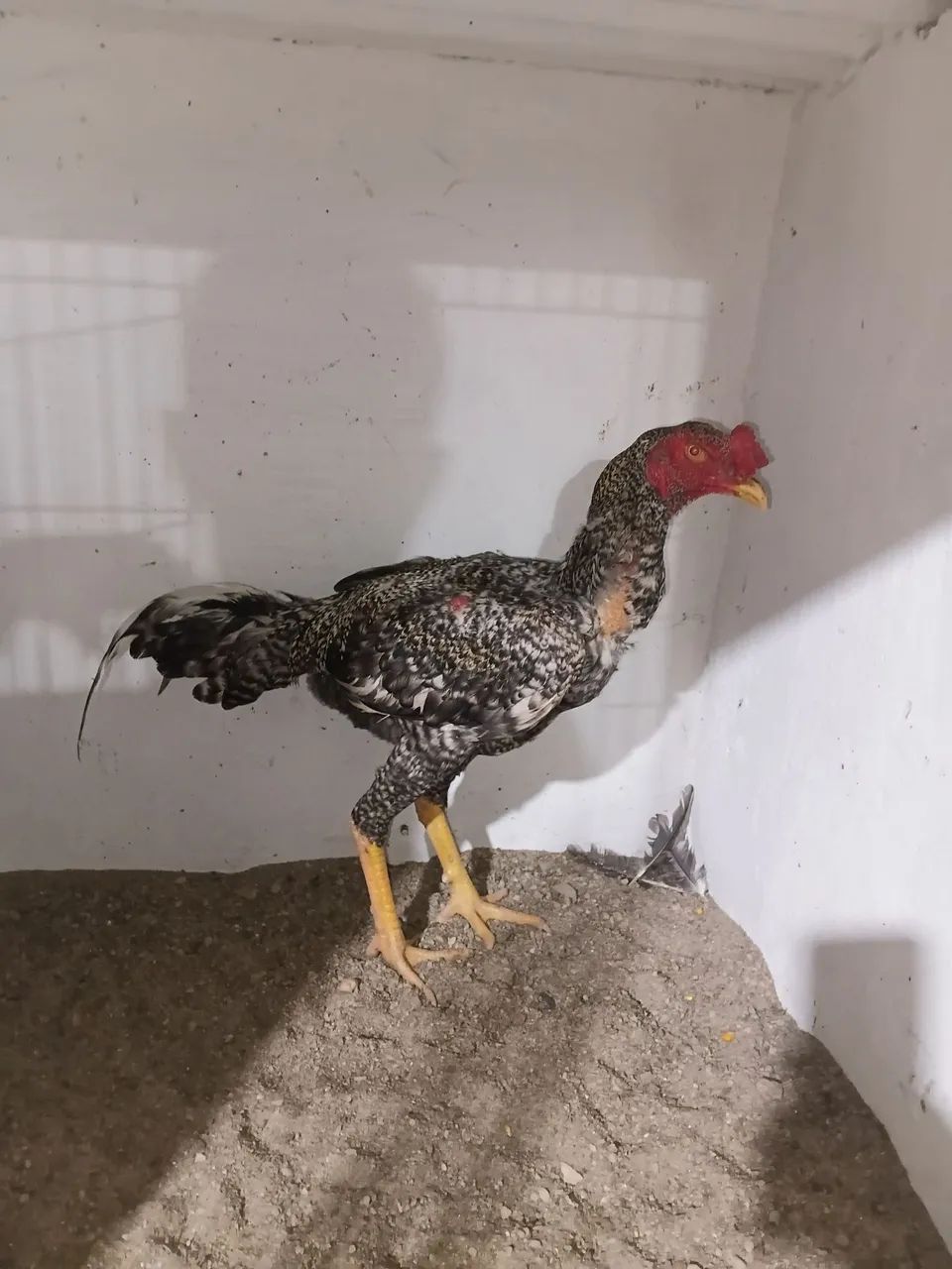 Frango - Foto 2