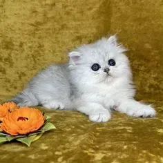 Gato Persa Red Point