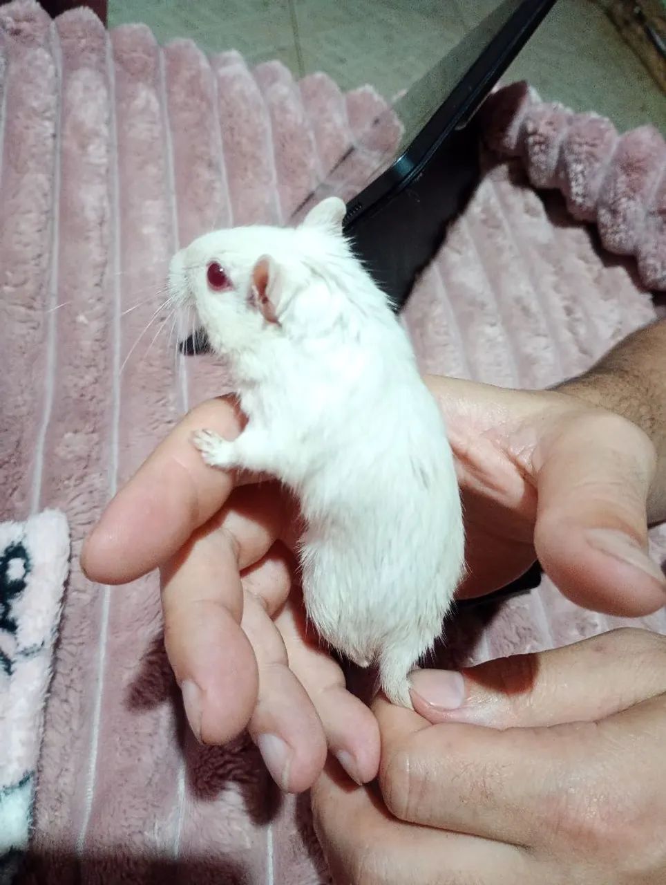 gerbil esquilo da mongolia