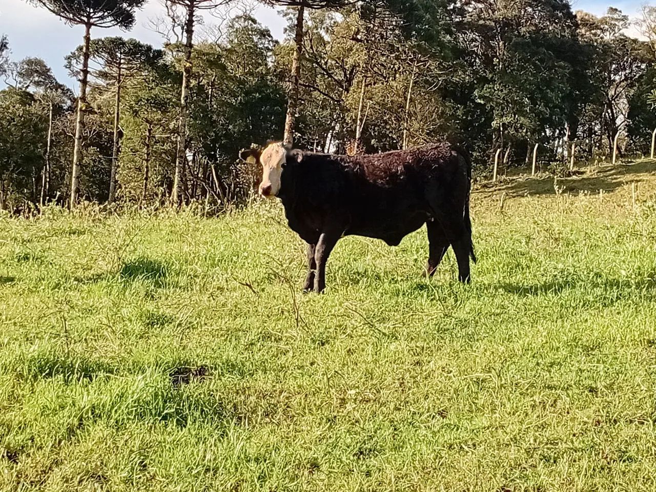 Venda