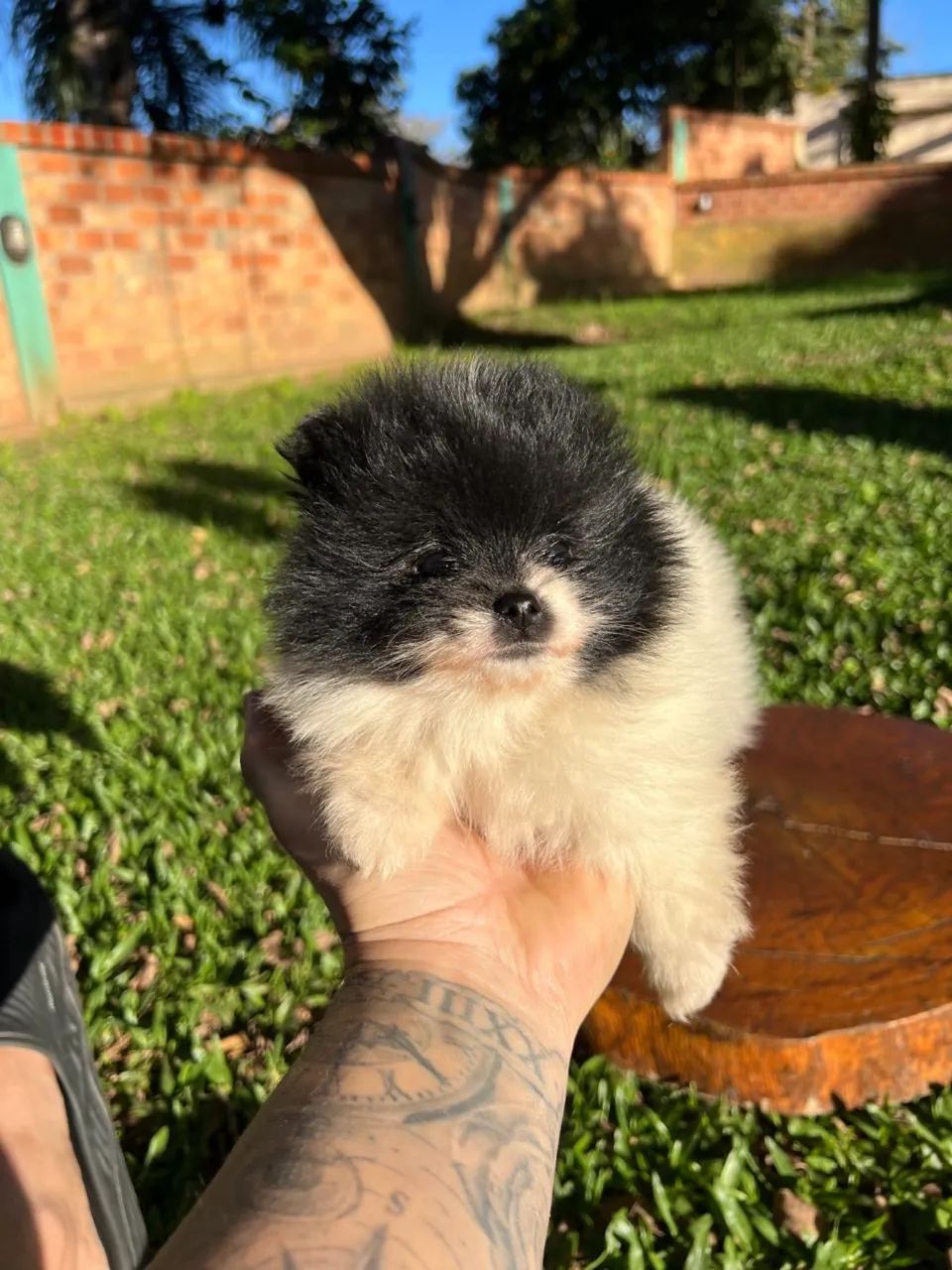 Spitz Alemão machinhos ? - Foto 3