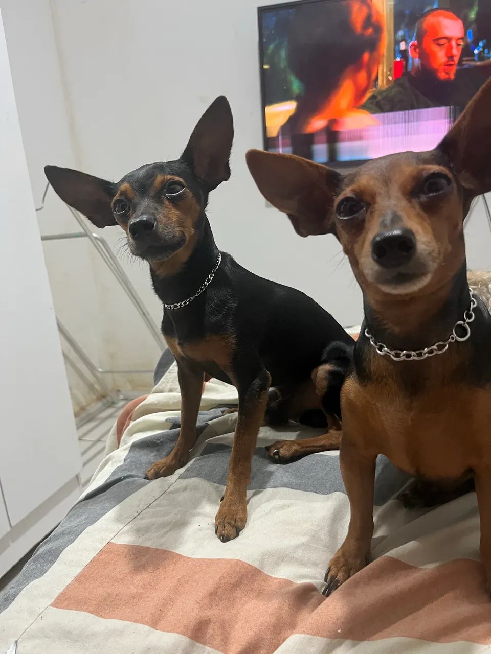 Pinscher número um - Foto 4