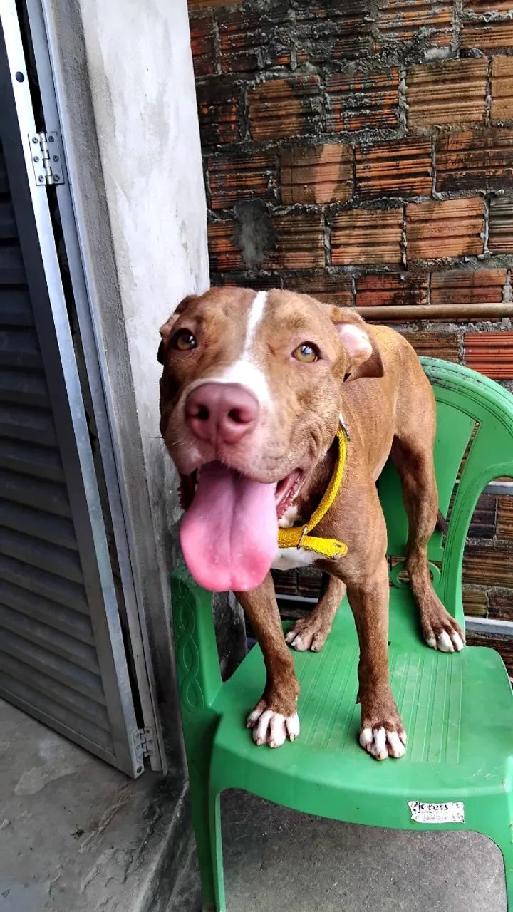 Pitbull, 1 ano - Foto 2