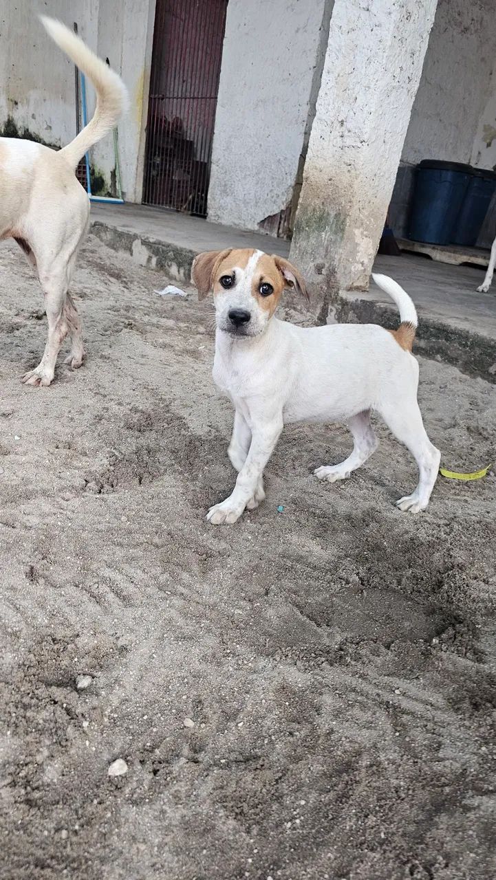 Adoção Responsável  - Foto 3