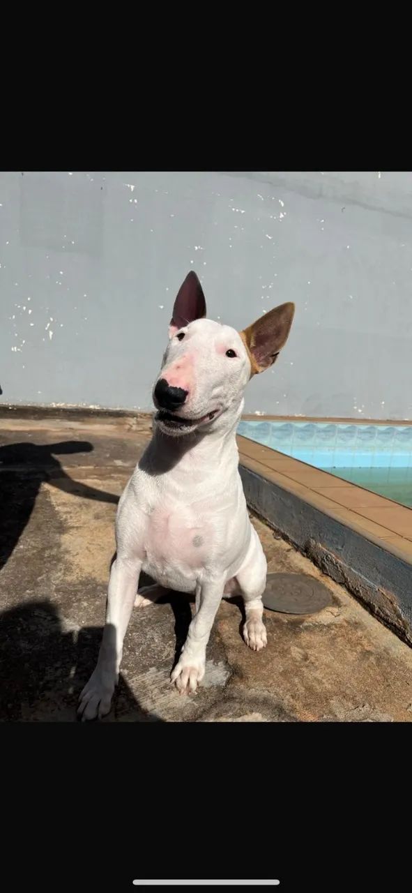 Filhote Macho de Bull Terrier - Foto 2