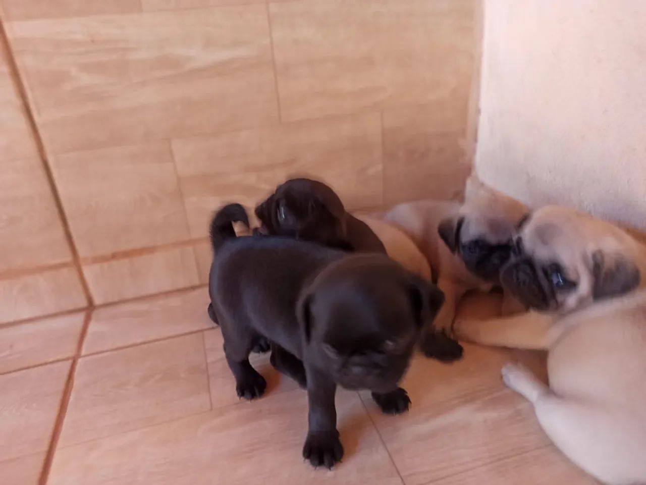 Pug - Foto 2