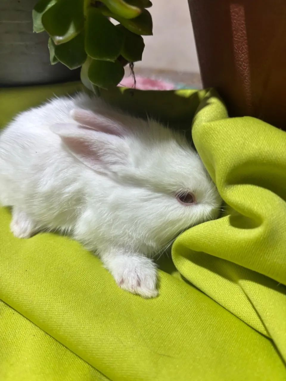 Coelho