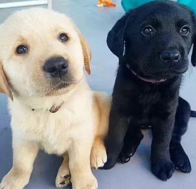 Labrador otima linhagem 