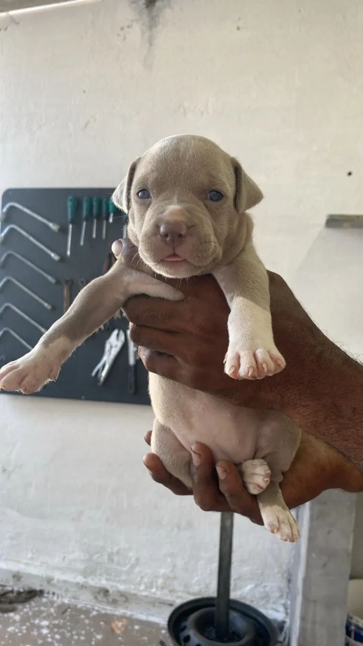 Cachorro - Foto 3