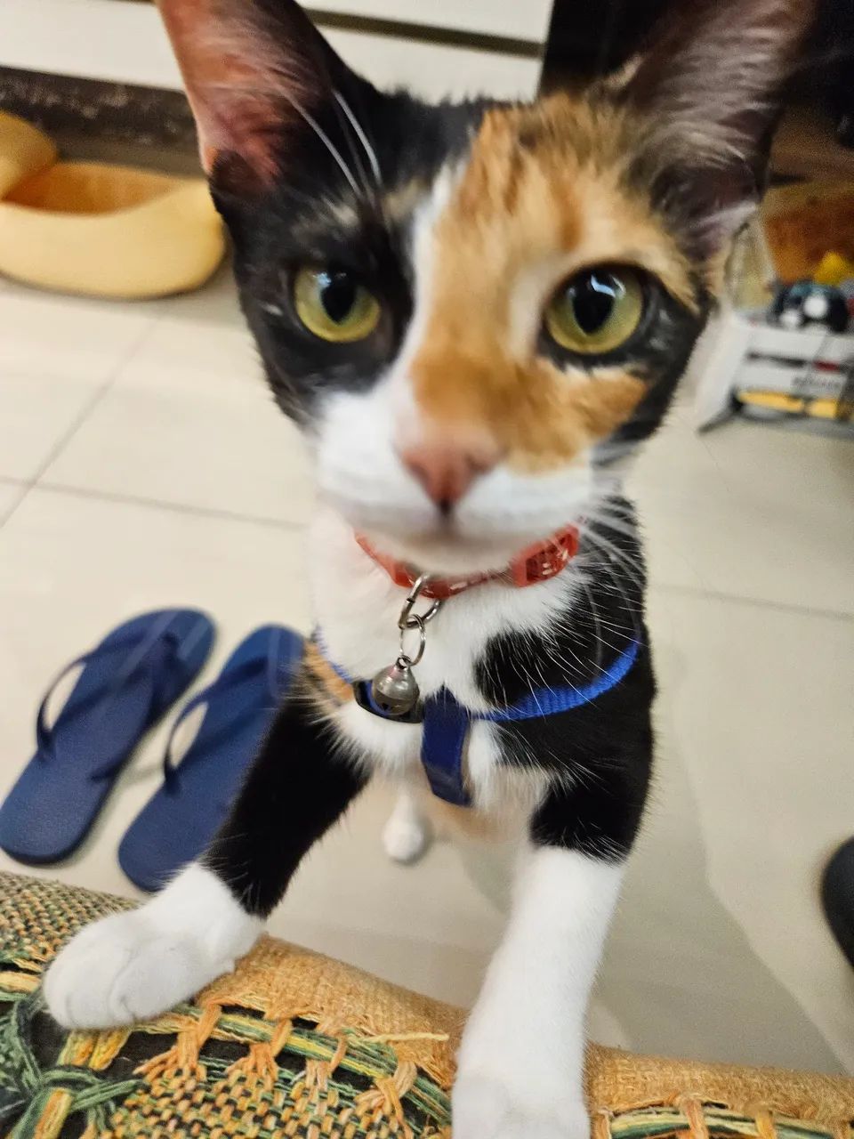 Gata para adoção - Foto 2