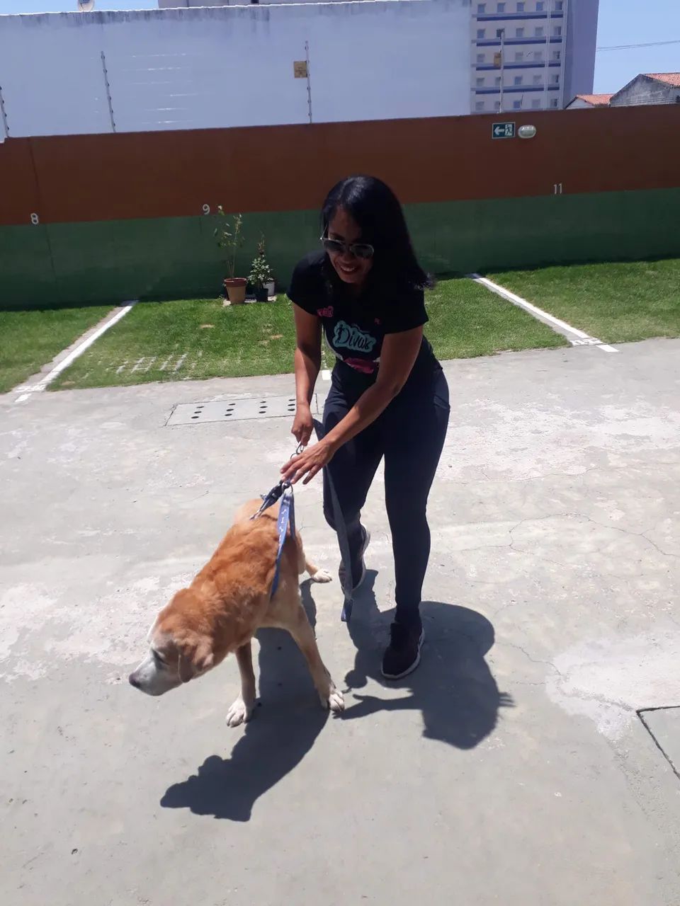 Faxina e babá de gatos e cachorros  - Foto 2