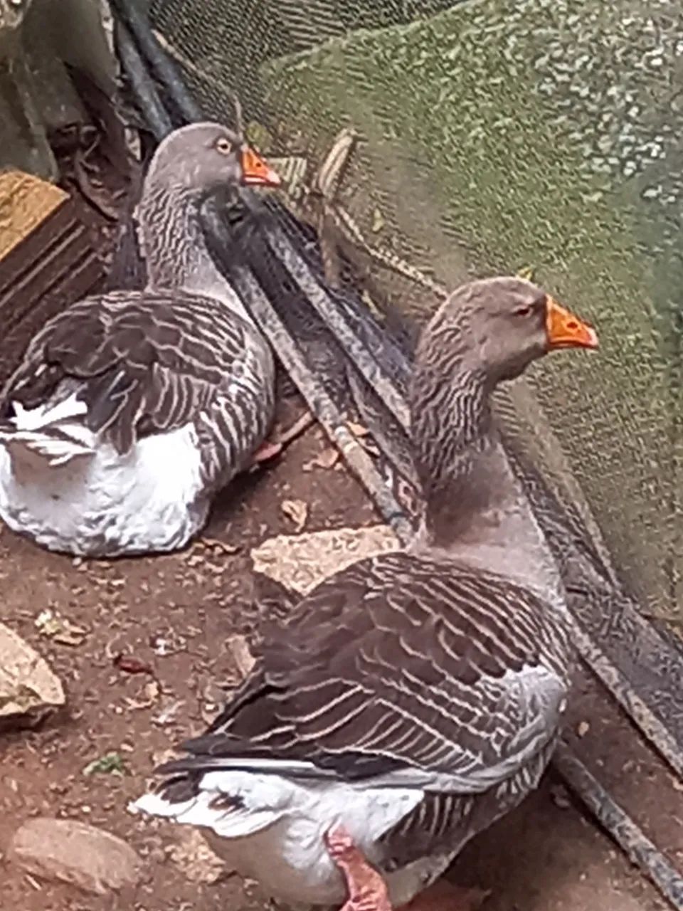 animais de estimação  - Foto 2