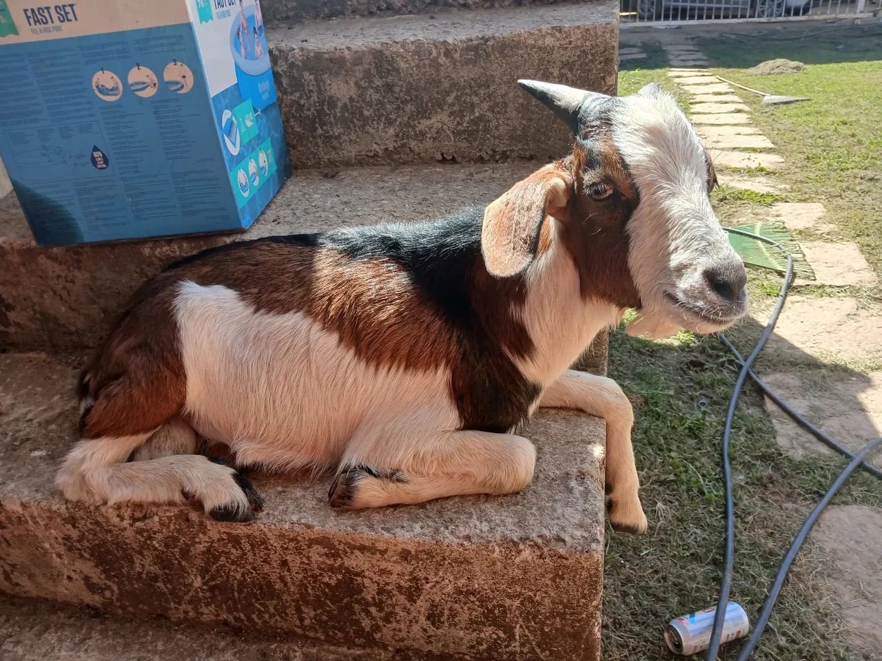 Cabrito