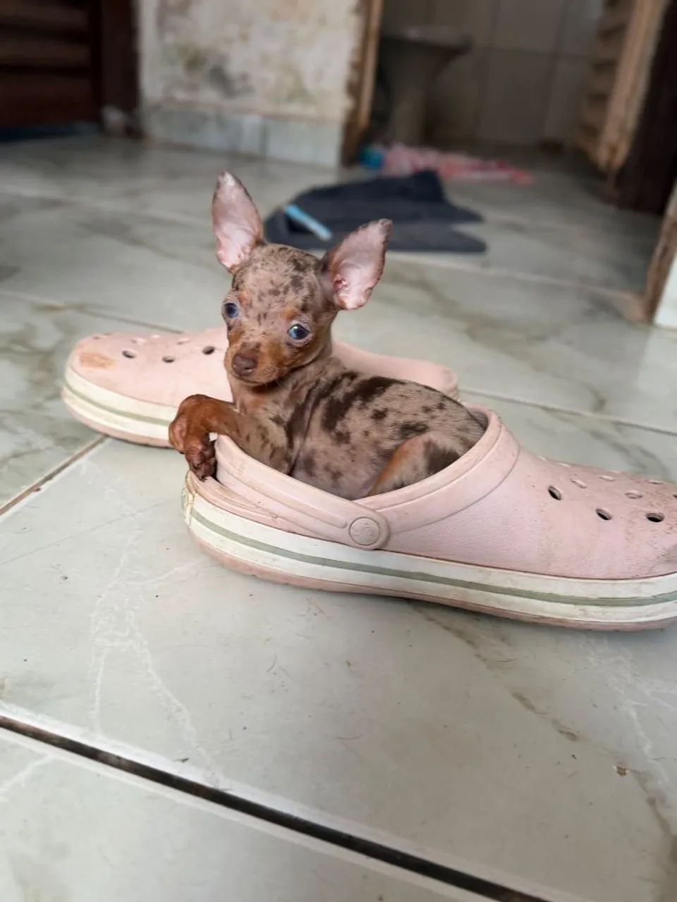 Machinho Zero exótico 