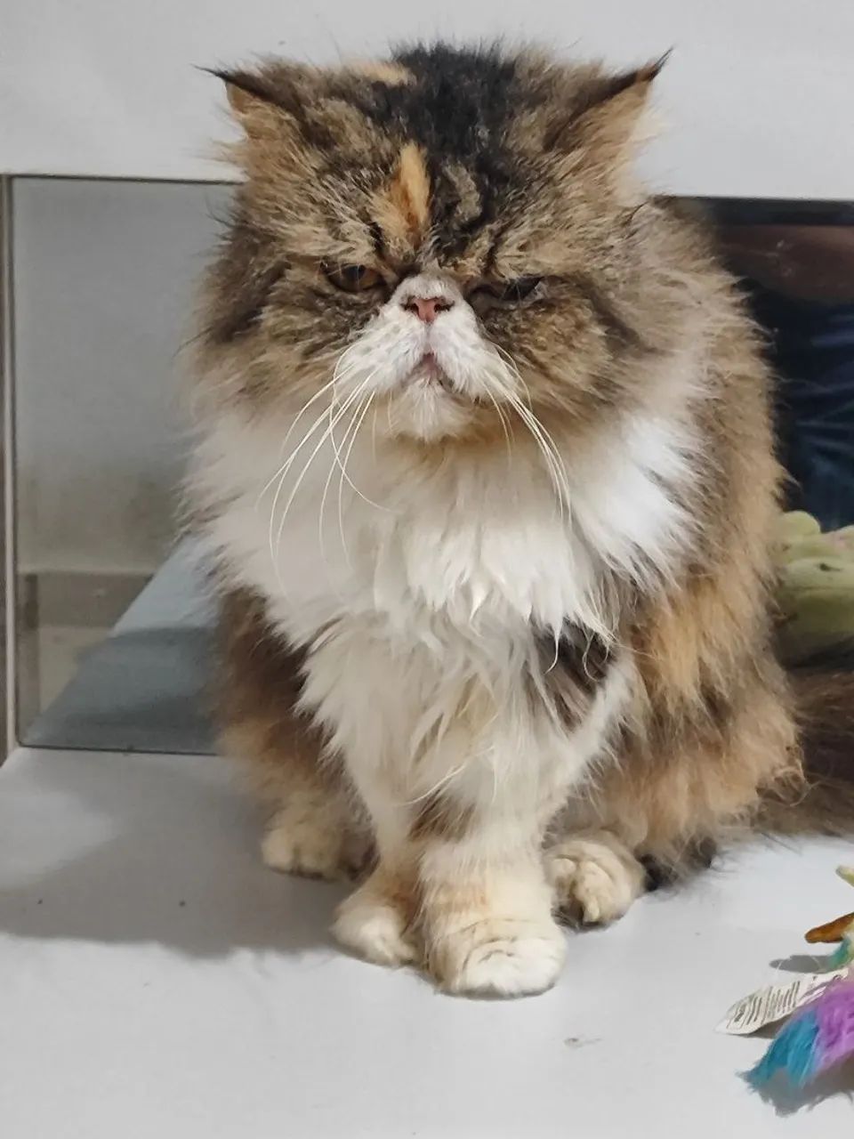 Gata persa  - Foto 3