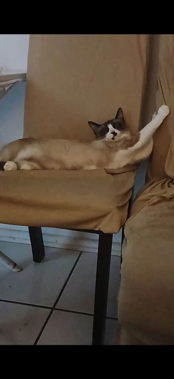 Doa-se uma gata - Foto 3