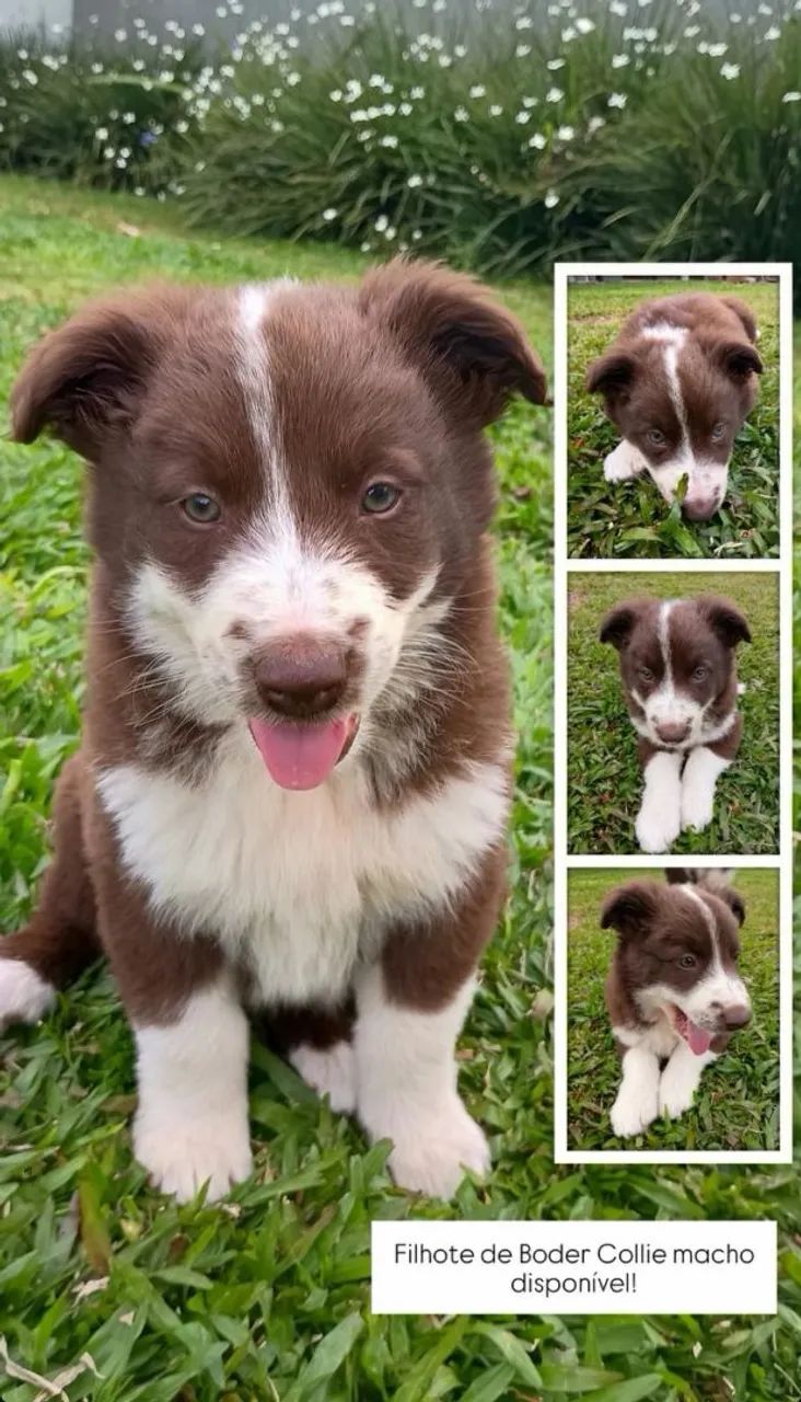 Filhotes Boder Collie  - Foto 2