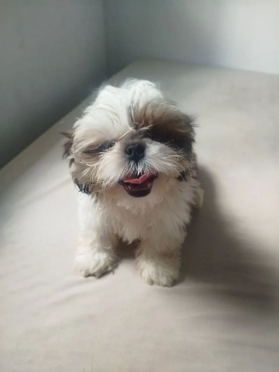 Cachorro da raça shih 