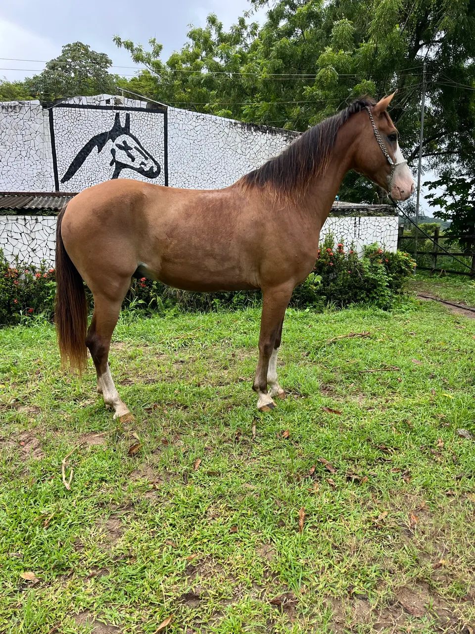 CAVALO LINDO E TOP DE MARCHA PiCADA - Foto 5