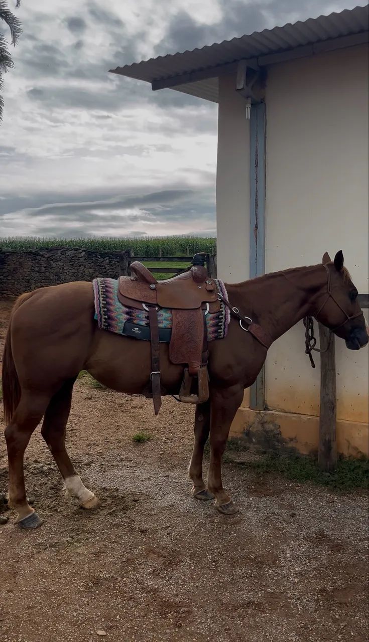 Égua Quarto de Milha 