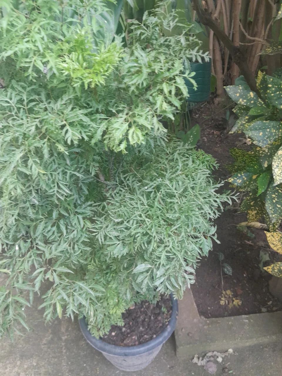 Plantas 