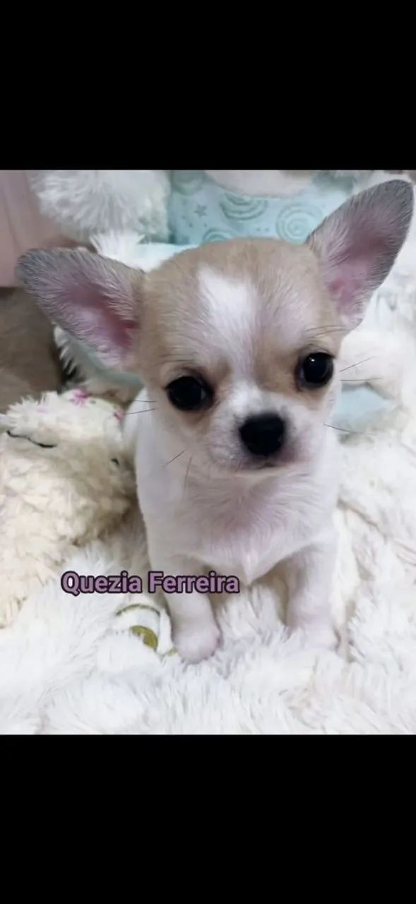 Chihuahua pelo curto 