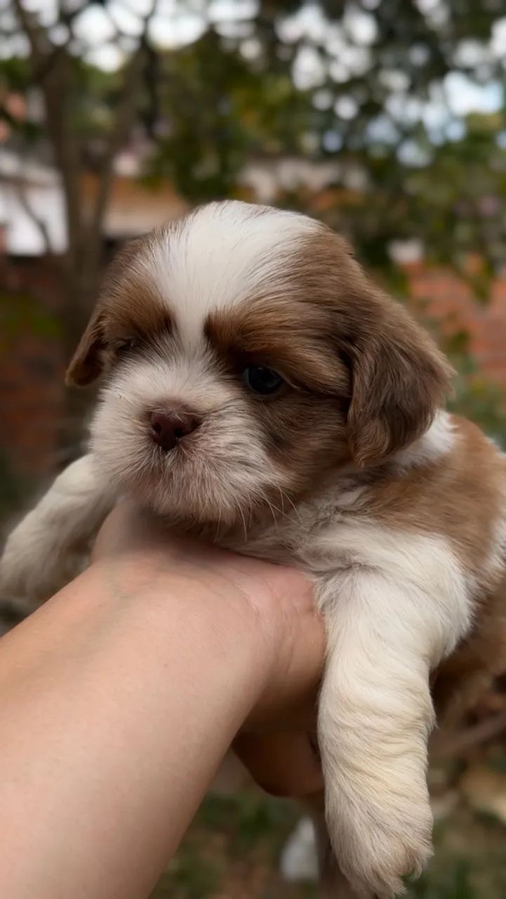 Shih-tzu macho  - Foto 3