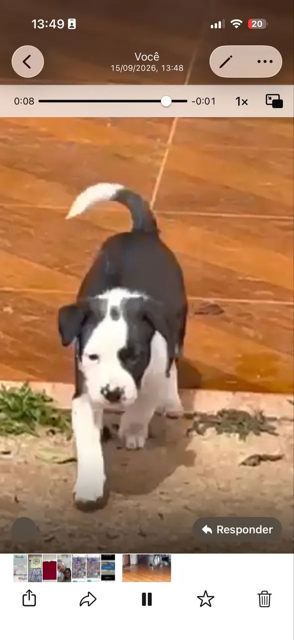 Border collie - Foto 3