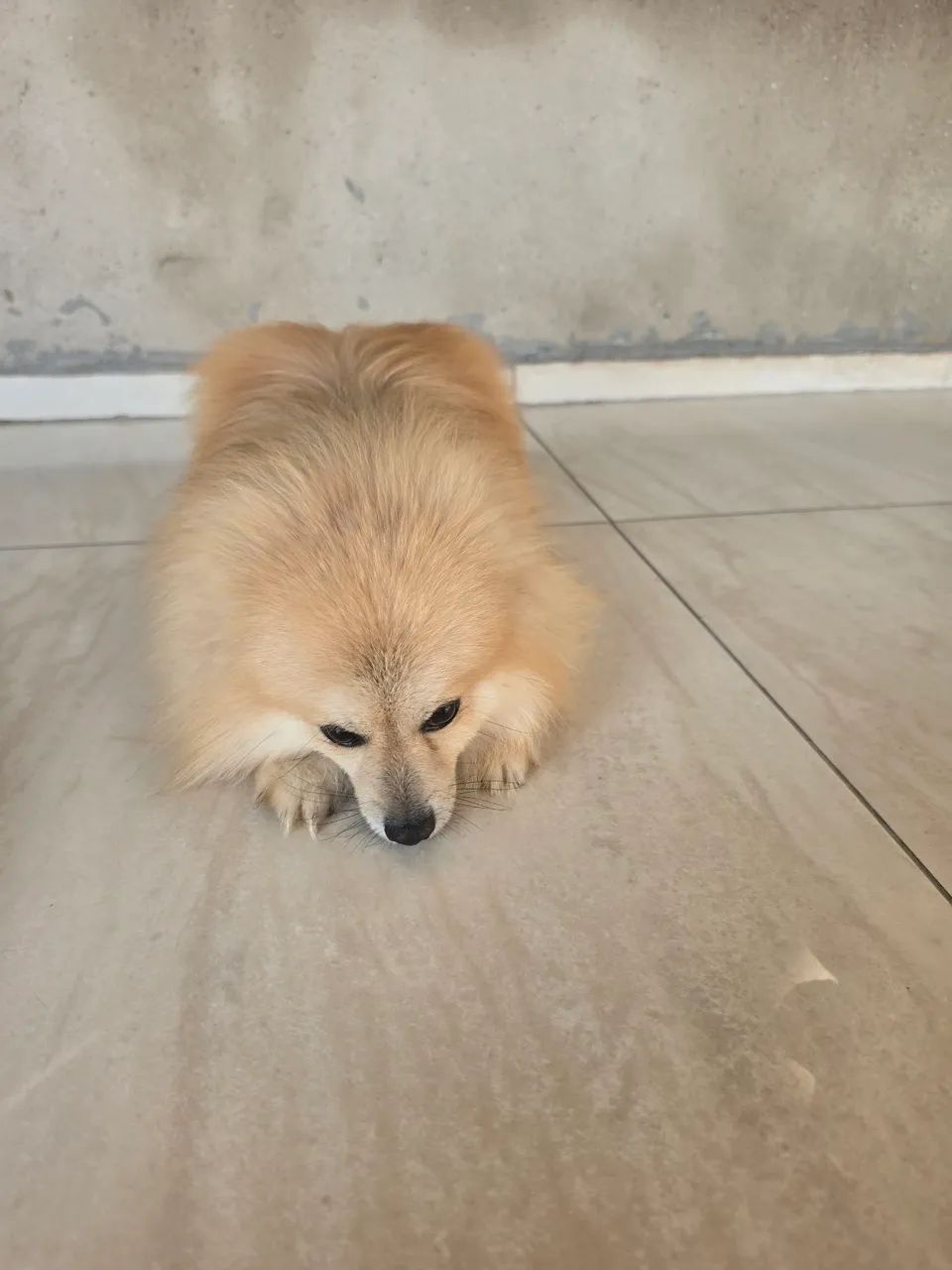 Cachorro - Foto 3