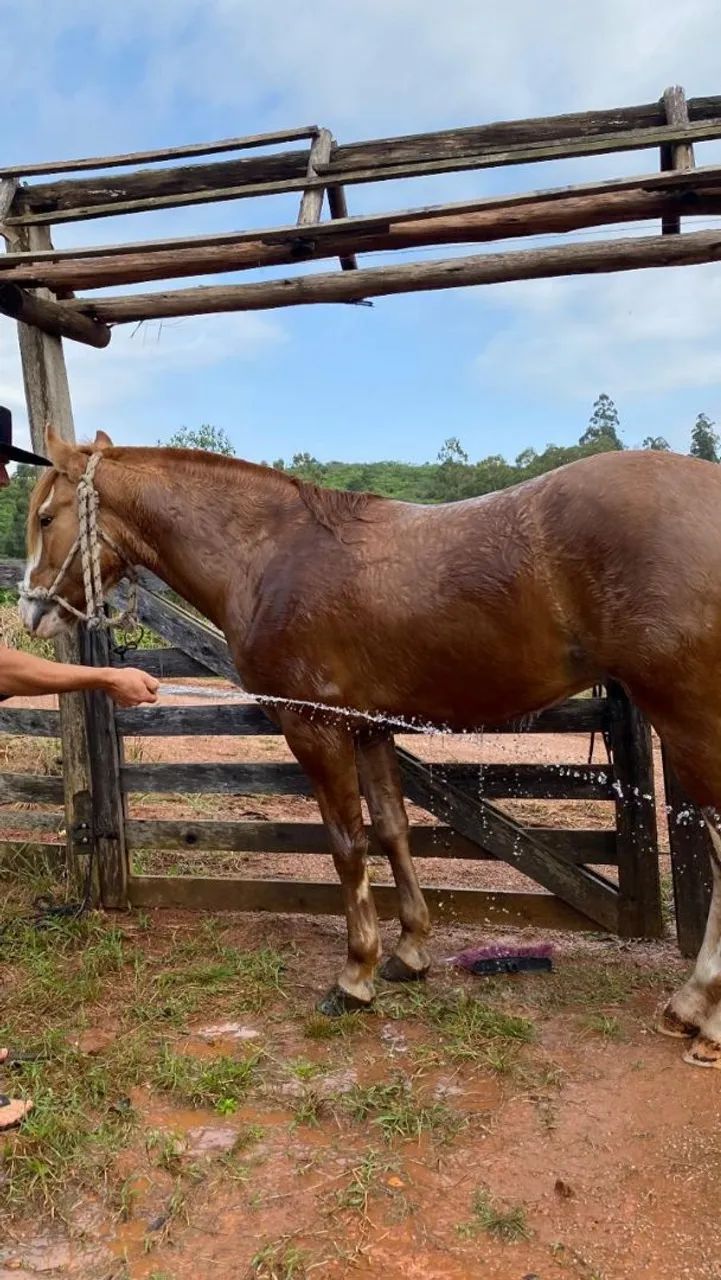 (Cavalo cuiudo crioulo) - Foto 2