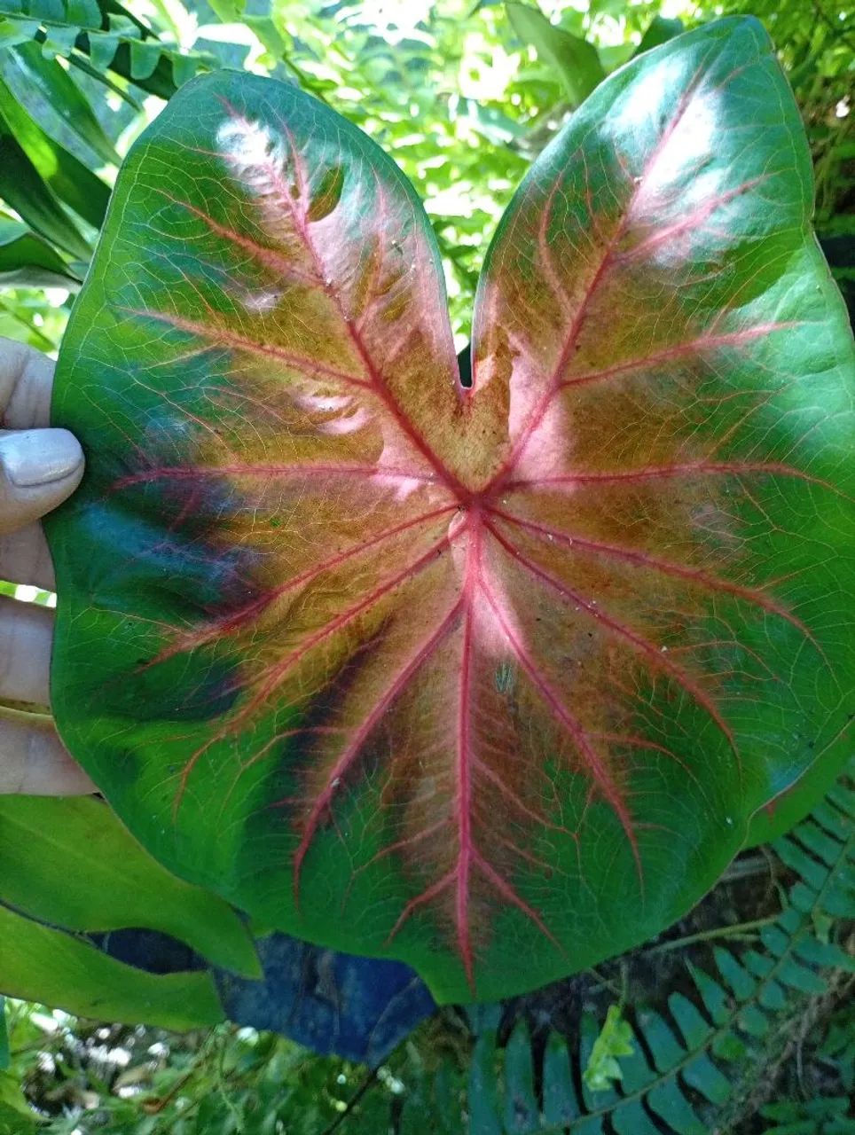 Plantas adultas e mudas - Foto 5