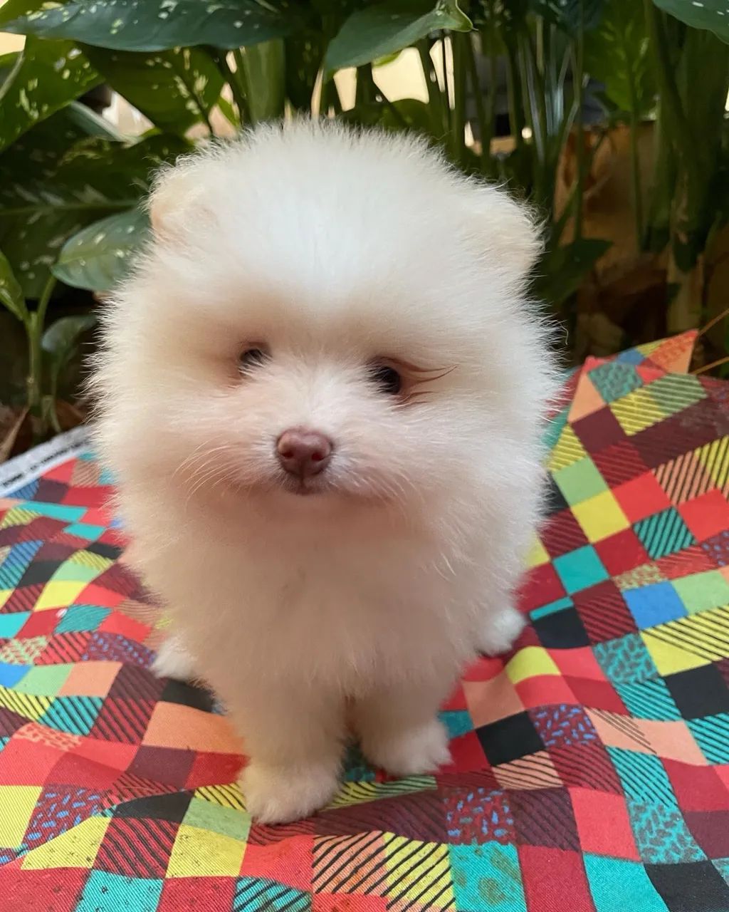 Spitz Alemão Anão Branco Fêmea Macho - Foto 4